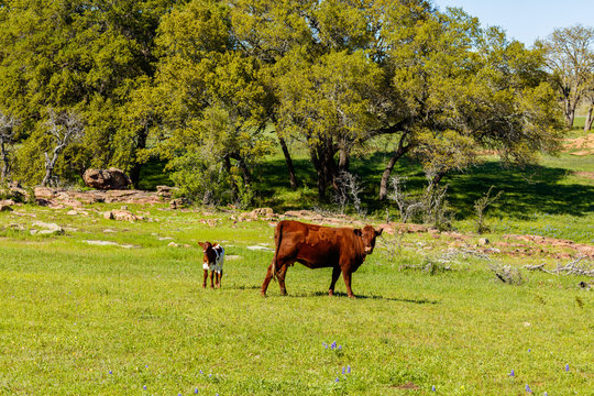 Texas cattle family