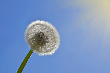 White dandelion over clear blue sky and sunshine