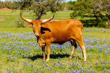 Beautiful longhorn cow