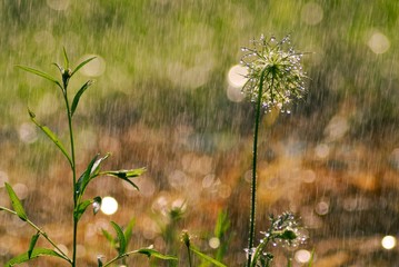 Grass and rain drops in the sunlight. With light glare and bokeh background.