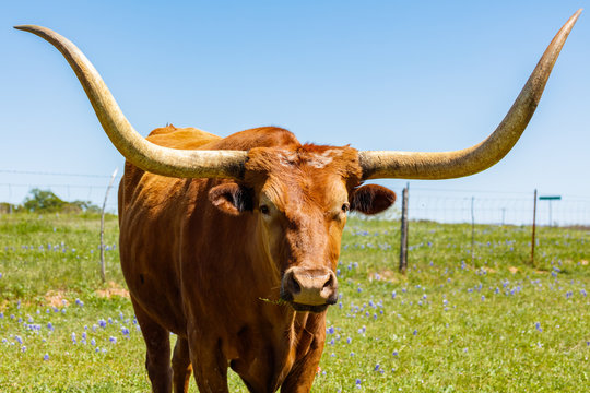 Beautiful Longhorn Bull