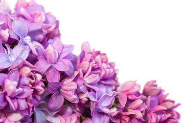 Spring frame with flowers of lilac.