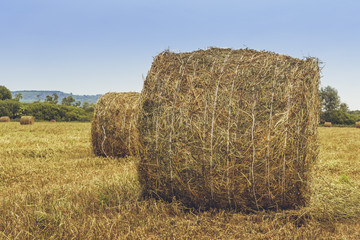 Dry hay and straw bales in the field in Transylvania, Romania.