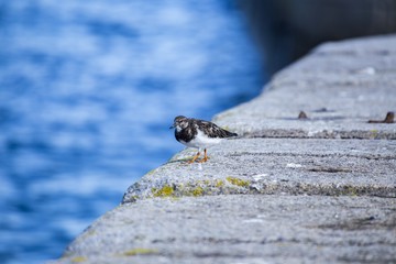 Turnstone (Arenaria interpres)