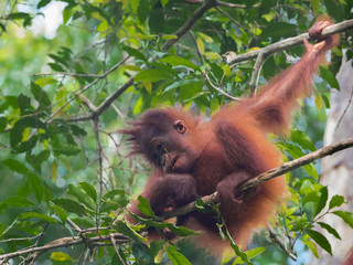 Fluffy baby-orangutan sits on a branch (Indonesia)