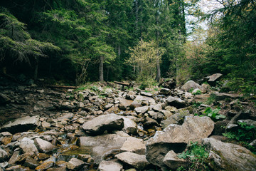 Mountain river among green coniferous forest