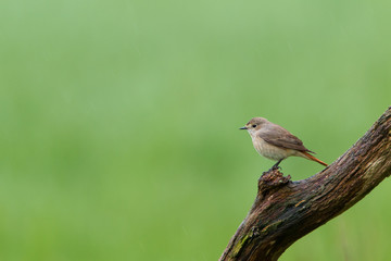 Gartenrotschwanz