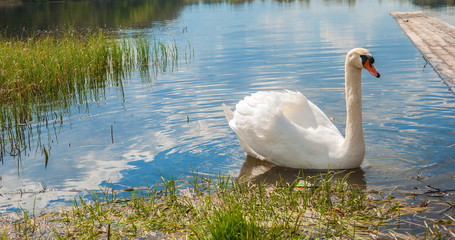 Fototapeta premium White swan floating on the lake