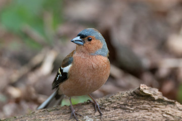 Buchfink Männchen