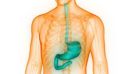 Human Body Organs (Stomach Anatomy). 3D 