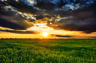sunset in green field, summer landscape, bright colorful sky and clouds as background