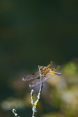 Vierflecklibelle