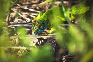 Green emerald glossy geckos lizard