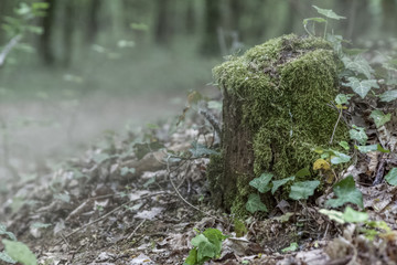 Wald Nebeldunst