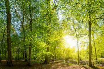 Fototapeta na wymiar Lichtung im Wald mit Bach und Sonne
