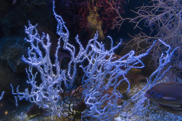 tropical coral reef