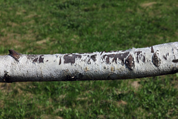 horizontal birch log with black and white bark and knots foregro