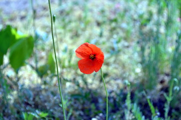 small poppy seed blossom