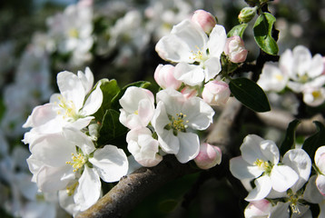 A few white apple flowers