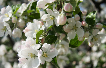 A branch with white apple blossoms