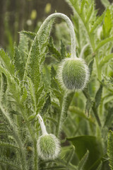Buton flower poppy
