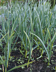 Obraz premium Vegetable bed for growing garlic