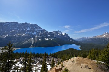 Sapphire Blue Colored Peyto Lake, Banff