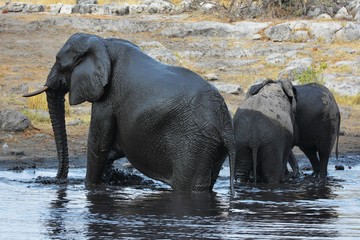 badende Elefanten im Etosha Nationalpark