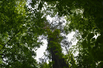 весенний лес в солнечный день