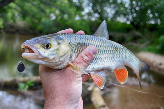 Creek chub in hand with fishing lure in mouth