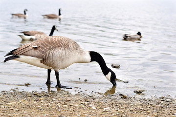 Canada Goose at Hollingworth Lake Waterfront 2
