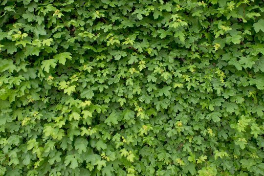 Spring wall overgrown with fresh green ivy leaves. Natural fence