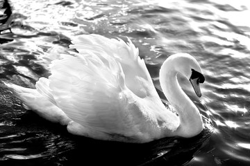 Lone Swan B&W