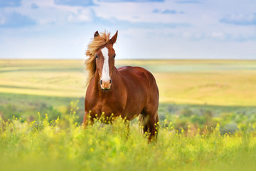 Fototapeta premium Czerwony koń z długą grzywą w kwiatu polu przeciw niebu