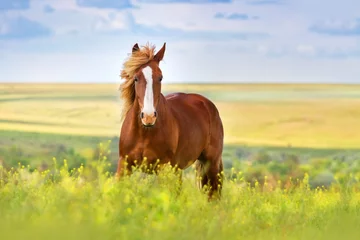 Foto op Plexiglas Paard Rood paard met lange manen in bloemgebied tegen hemel