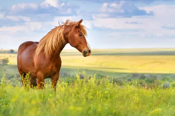 Gordijnen Rood paard met lange manen in bloemgebied tegen hemel © callipso88