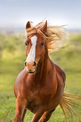 Fototapety  Piękny czerwony koń z długą grzywą w ruchu