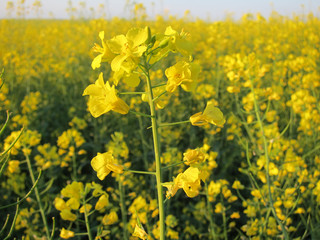 Obraz premium Rape seed flowers at the yellow field