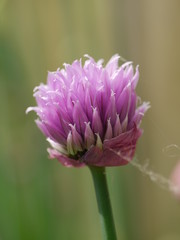 Schnittlauchbl&uuml;te