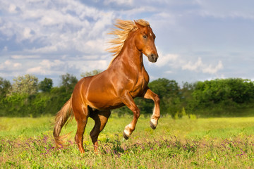 Red horse with long mane rearing up outdoor