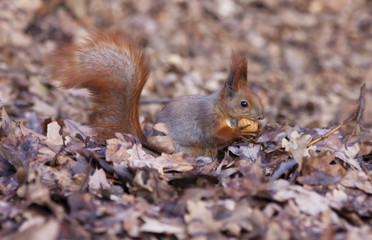 Squirrel in the leaves