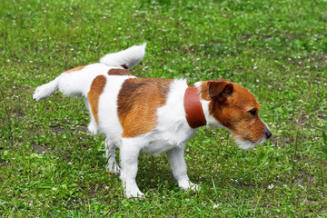 Dog pissing on a green grass meadow in a park outdoors