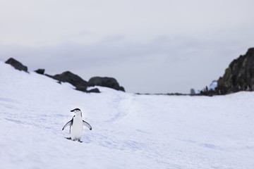chinstrap penguin in antarctica
