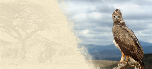 Naklejka premium Tawny eagle on textured paper