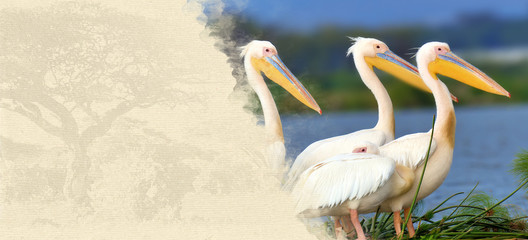 Pelican on textured paper