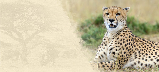 Cheetah on textured paper