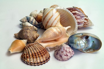 Морские ракушки на белом фоне