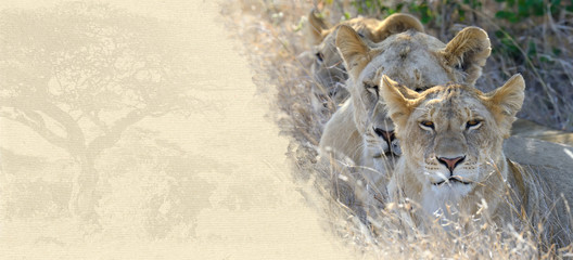 Obraz premium Lion on textured paper