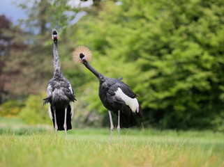 Two curious crown cranes