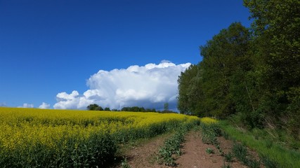Fototapeta na wymiar Rapsfeld blüht am Waldrand unter blauem Himmel mit Wolke